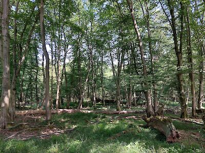 Hier zeigt sich der Wald in seinem urtümlichen Zustand.