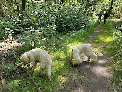 Die beiden Hunde waren für Wilma eine Begegnung der stürmischen Art.